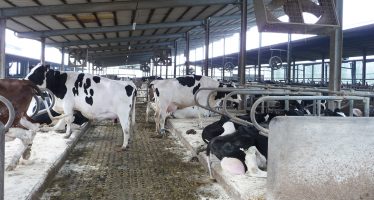Come ridurre le emissioni di gas dalle stalle al latte