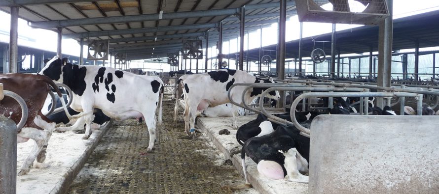 Come ridurre le emissioni di gas dalle stalle al latte