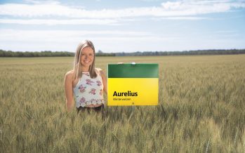 Aurelius, il nuovo grano di forza produttivo e di alta qualità