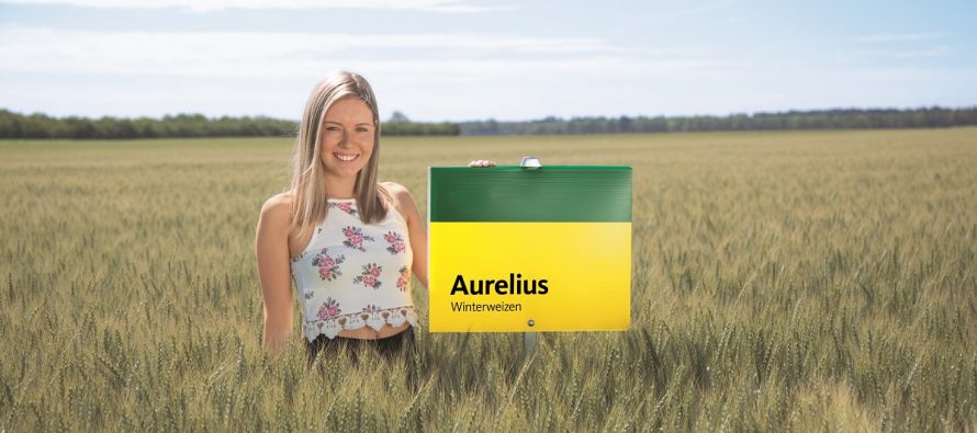 Aurelius, il nuovo grano di forza produttivo e di alta qualità