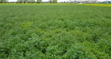 Cover crops sui terreni liberi per la copertura permanente del suolo