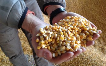Prezzi agricoli 2022, bene cereali e soia. La Cina fa incetta di stock