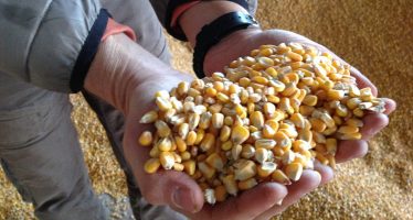 Prezzi agricoli 2022, bene cereali e soia. La Cina fa incetta di stock