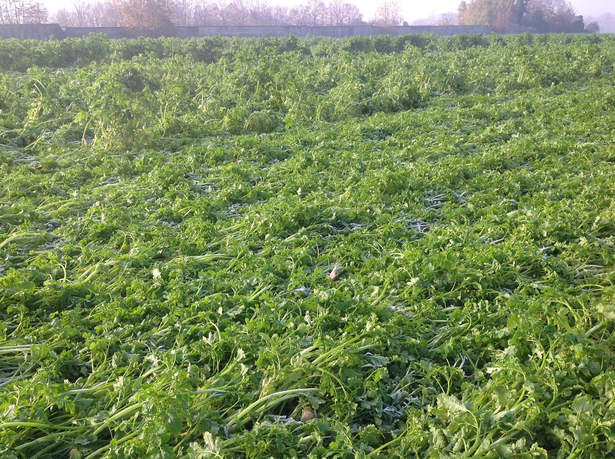 nuova-pac-cover-crops