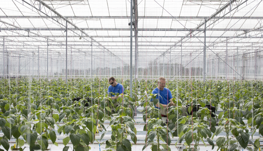 Fruit And Vegetable Seed Production Inside Monsanto Co. Seed Valley Greenhouses
