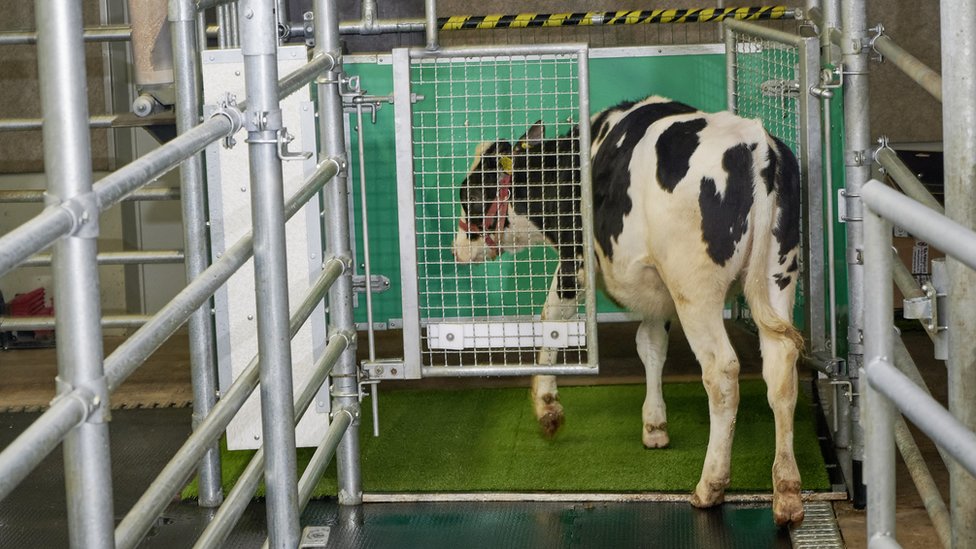 cow-toilet-vacche